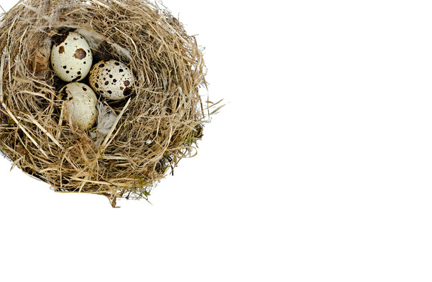 Nest mit Wachteleiern - Foto, Bild
