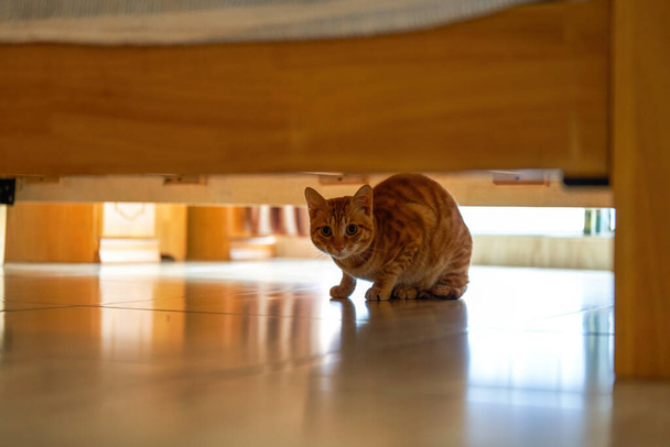 Un lindo gato pastoral chino naranja en un ambiente hogareño - Foto, Imagen