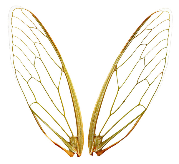 Vleugels (wth pad) - Foto, afbeelding