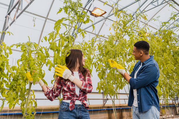 Agricultores multiétnicos en guantes revisando plantas en invernadero - Foto, imagen