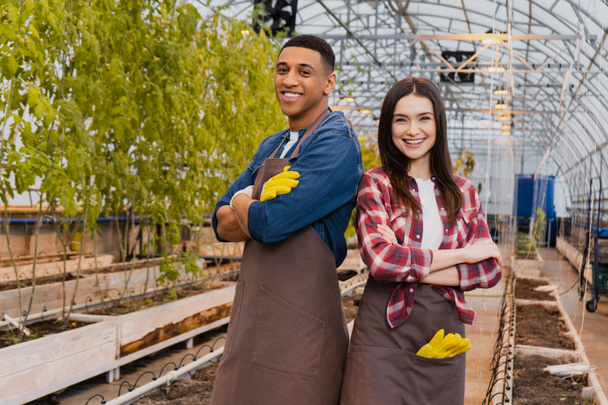 Cheerful interracial farmers in aprons looking at camera in greenhouse  - Fotoğraf, Görsel