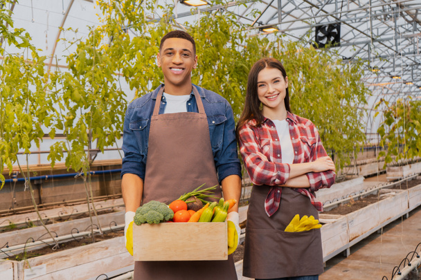 Positive interracial famers in aprons holding fresh vegetables in greenhouse  - Photo, Image