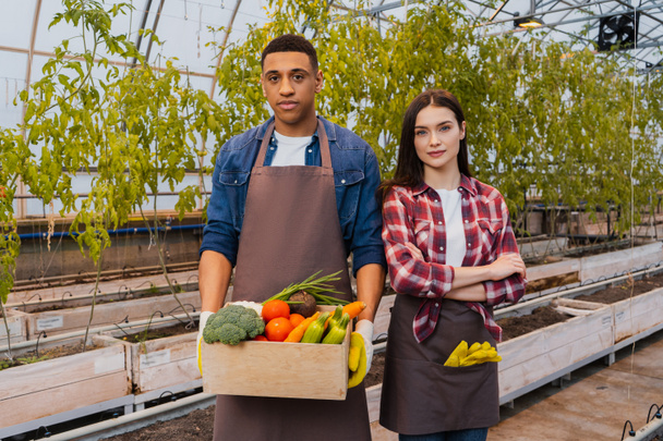 Interracial farmers in aprons holding box with vegetables in greenhouse  - Photo, Image
