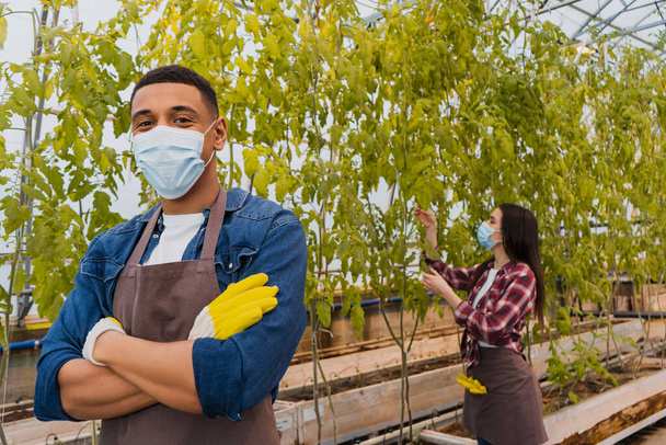 agricultor afroamericano en máscara médica mirando a la cámara mientras colabora con plantas en invernadero  - Foto, imagen