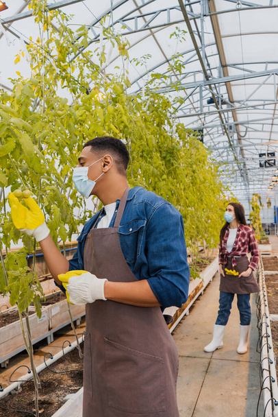 医療用マスクのアフリカ系アメリカ人農家は温室内の同僚の近くの植物のトマトを見て  - 写真・画像
