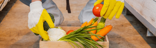 Vista recortada del agricultor en guantes con verduras orgánicas en caja en invernadero, pancarta  - Foto, imagen