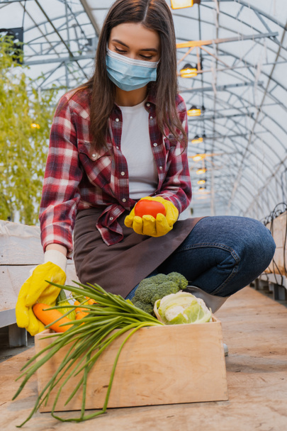 Young farmer in medical mask and gloves taking fresh vegetables from box in greenhouse  - Foto, imagen