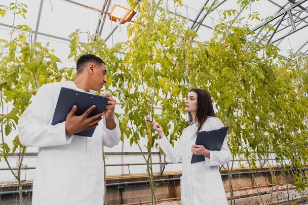 Interracial laboratory assistants holding clipboard near plants in greenhouse  - Fotó, kép