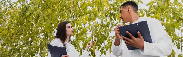 Asistentes de laboratorio multiétnicos sosteniendo portapapeles cerca de plantas en invernadero, pancarta  - Foto, Imagen