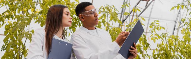 Мультиэтнические ботаники смотрят на планшет рядом с растениями в теплице, баннер  - Фото, изображение