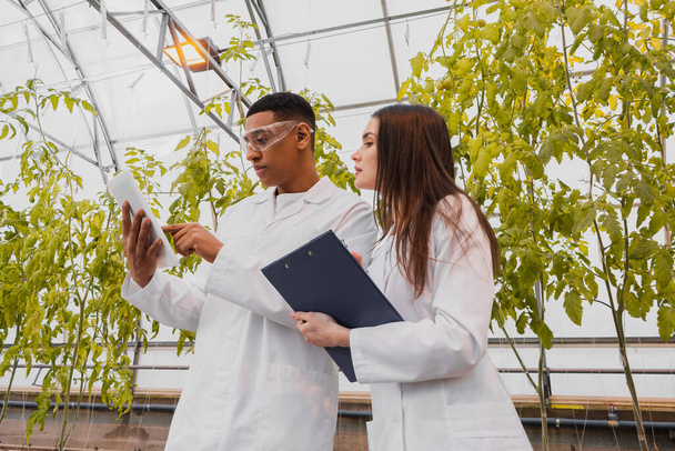 African american botanist using digital tablet near colleague with clipboard in greenhouse  - Foto, Imagen