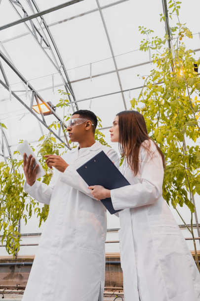Low angle view of botanist holding clipboard near african american colleague using digital tablet in greenhouse  - Zdjęcie, obraz