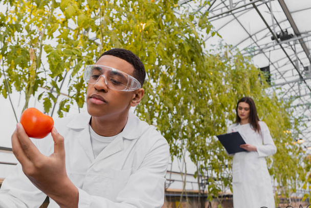 African american botanist in white coat and goggles holding fresh tomato in greenhouse  - Valokuva, kuva