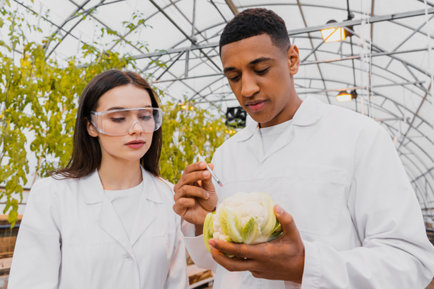 Botánico afroamericano sosteniendo jeringa y coliflor cerca de colega en invernadero  - Foto, Imagen