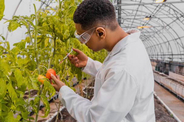 Vista lateral de un botánico afroamericano sosteniendo jeringa cerca de tomate en planta en invernadero  - Foto, Imagen