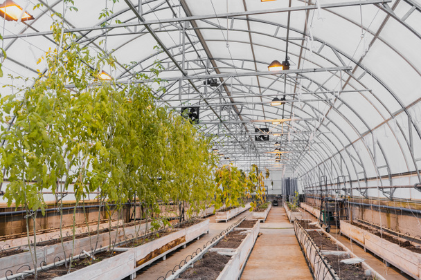 Plants and ground in empty greenhouse  - Valokuva, kuva