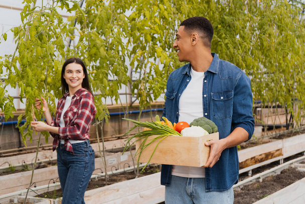 Agricultor positivo mirando a colega afroamericano con verduras frescas en caja en invernadero  - Foto, Imagen