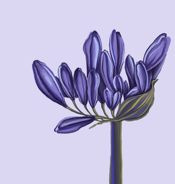 Vázlat agapanthus virág lila árnyalatú, pasztell háttérrel. Minimális virágmintás textil, poszter, logó. - Fotó, kép