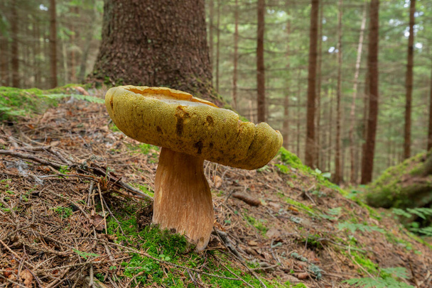Large bolete mushroom growing in coniferous forest in Sweden - Photo, Image