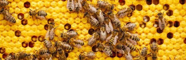 A lot of bees on honeycomb, woking on honey, natural product, Beautiful honeycomb with bees close-up, A swarm of bees crawls through the combs collecting honey, Beekeeping, concept of food for health - Фото, зображення