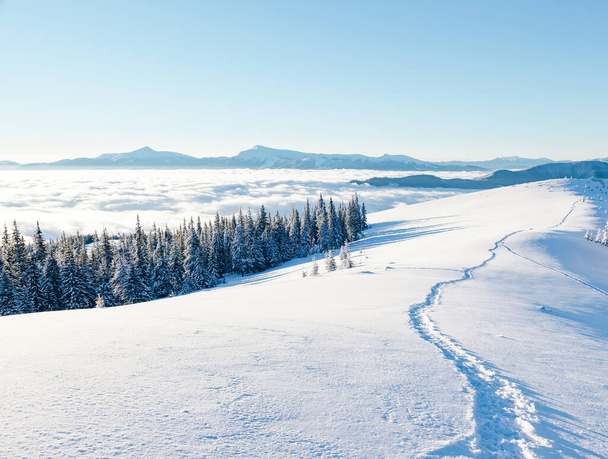 霧の谷の眺めは、太陽の光で輝いている。絵のように豪華な冬のシーン。場所カルパチア国立公園,ウクライナ,ヨーロッパ.アルプススキー場。美の世界。ブルー・トニング。明けましておめでとうございます! - 写真・画像