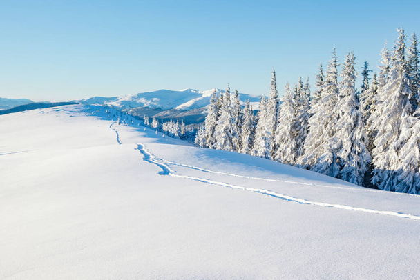 太陽の光で輝く雄大な白いスプルース。絵のように豪華な冬のシーン。場所カルパティア国立公園,ウクライナ,ヨーロッパ.アルプススキー場。美の世界。ブルー・トニング。明けましておめでとうございます! - 写真・画像