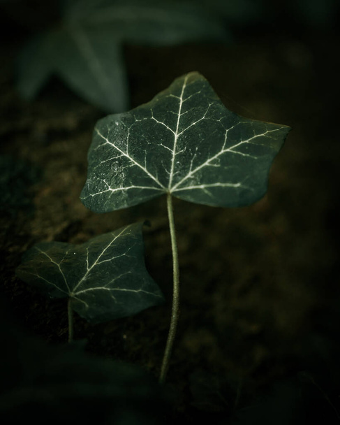 зеленые листья на земле - Фото, изображение