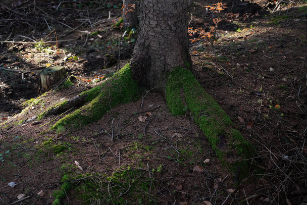 a closeup shot of a tree trunk in a forest - Photo, Image