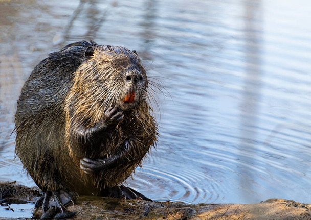 Close up of a funny swamp beaver out of the water in the Tata bog forest - Fotó, kép