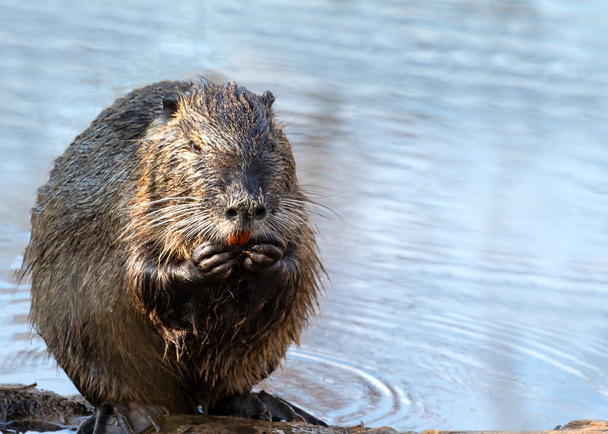 Close up of a funny swamp beaver out of the water in the Tata bog forest - Photo, Image