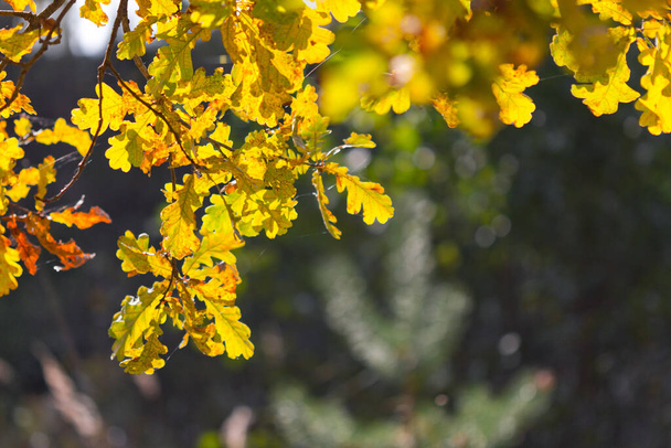 yellow leaves on a tree in the park - Foto, Bild