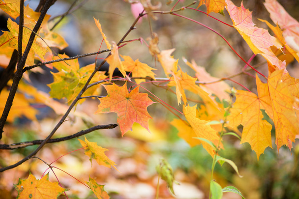 Colorful autumn leaves - Photo, image
