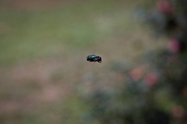 a closeup shot of a fly flying in a green grass - Foto, immagini