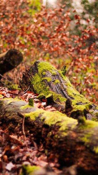 beautiful autumn forest with moss - Foto, Imagem