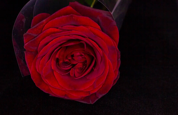 red rose on a black background - Zdjęcie, obraz