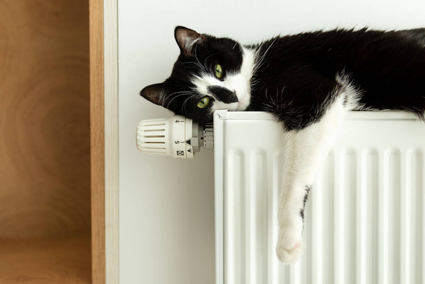 The cat lies on a heating radiator. The cat warms up on the battery - Photo, Image