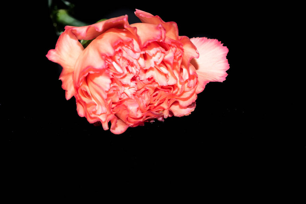 όμορφο κόκκινο λουλούδι σε μαύρο φόντο - Φωτογραφία, εικόνα