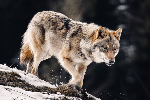 wolf in the wild - Photo, Image