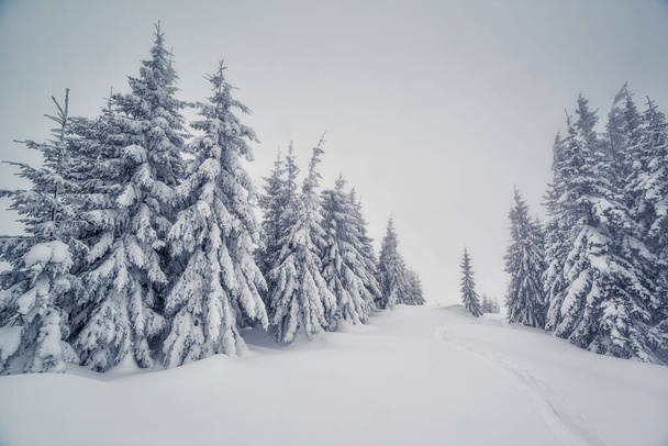 Μεγαλοπρεπές χειμερινό τοπίο σε ομιχλώδη καιρό. Δραματική χειμερινή σκηνή. Τοποθεσία Εθνικό πάρκο Καρπαθίων, Ουκρανία, Ευρώπη. Χιονοδρομικό κέντρο. Ο κόσμος της ομορφιάς. Εφέ τόνωσης Instagram. Ευτυχισμένο το νέο έτος! - Φωτογραφία, εικόνα