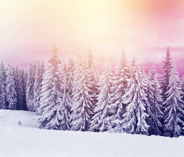 Fenséges téli fák ragyognak a napfényben. Drámai téli jelenet. Helyszín Kárpátok Nemzeti Park, Ukrajna, Európa. Síközpont. Szépség világ. Instagram tonizáló hatás. Boldog új évet!! - Fotó, kép