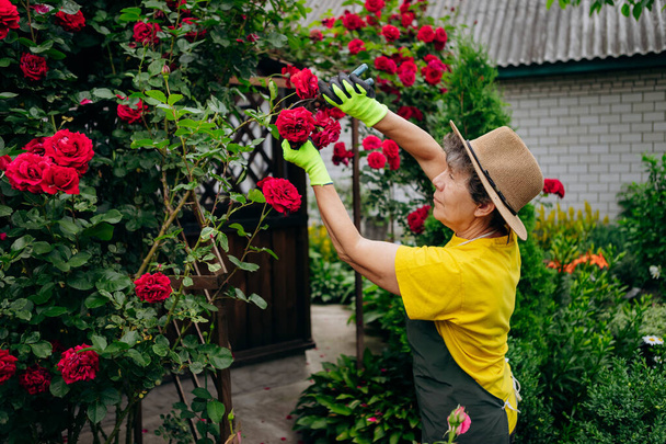 庭で働いている帽子のシニア女性庭師とセーターで花をトリミングします。園芸、花や植物の栽培と世話の概念. - 写真・画像