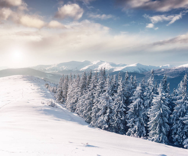 Majestic winter trees glowing by sunlight. Dramatic wintry scene. Place location Carpathian national park, Ukraine, Europe. Alps ski resort. Beauty world. Instagram toning effect. Happy New Year! - Photo, image