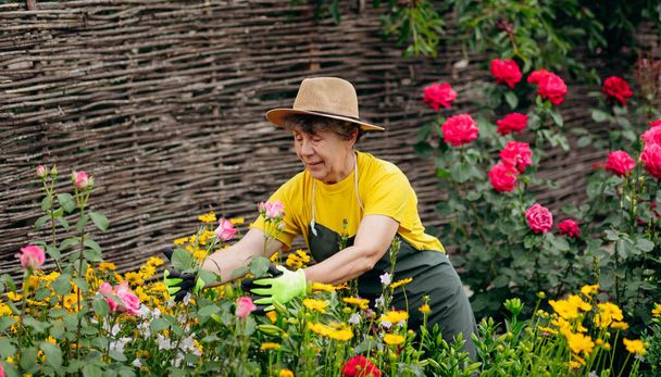 Senior woman gardener in a hat working in her yard and trimming flowers with secateurs. The concept of gardening, growing and caring for flowers and plants. - Foto, imagen