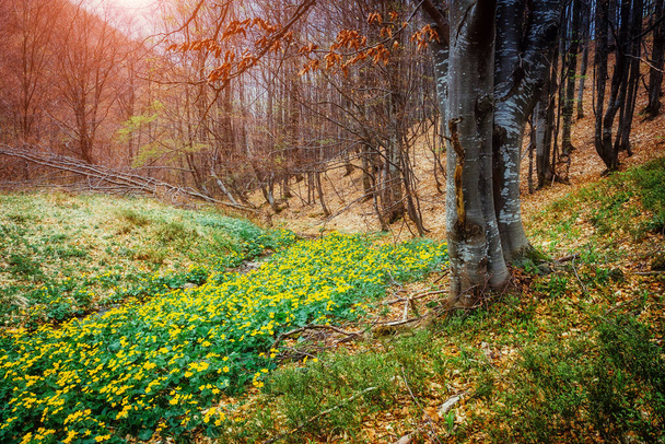 Φανταστικό χαλί από κίτρινο marsh marigold (Caltha palustris) λάμπει από το φως του ήλιου. Δραματική σκηνή και γραφική εικόνα. Τοποθεσία Τόπος Carpathian, Ουκρανία, Ευρώπη. Ο κόσμος της ομορφιάς. Μαλακό αποτέλεσμα φίλτρου. - Φωτογραφία, εικόνα