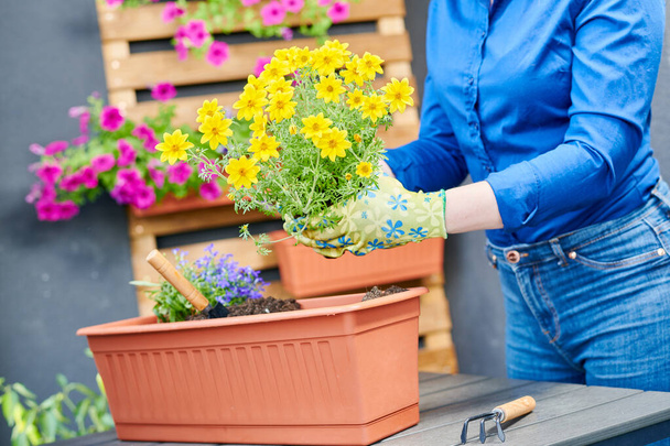 female gardener planting flowers plant into pot at home. Floriculture - Фото, зображення
