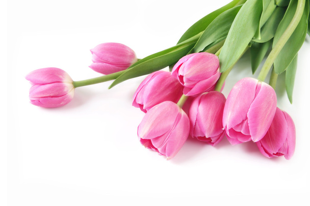 тюльпани
 - Фото, зображення