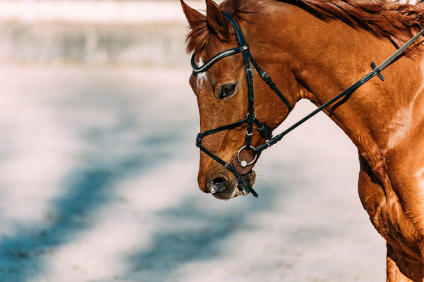 horse in the paddock - Фото, зображення