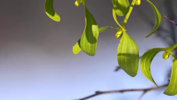 Fagyöngy, zöld levelek egy faágon (Viscum album) - Felvétel, videó