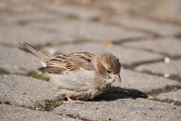 a closeup shot of a cute sparrow on a rock - Foto, afbeelding