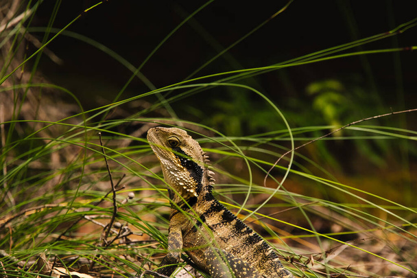 close up of a lizard in the grass - Фото, изображение